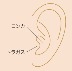 耳の軟骨を採取
